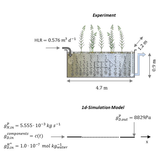 Schematic representation of the experimental system and 1D model domain used in the simulation. The influent and effluent zone in the 1D model are represented by solid lines.